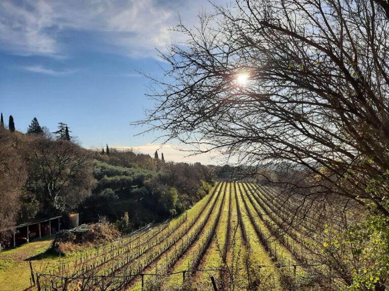 FOTO 11 - vigneti Zamuner